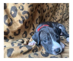 9 Bluenose puppies for sale - 9