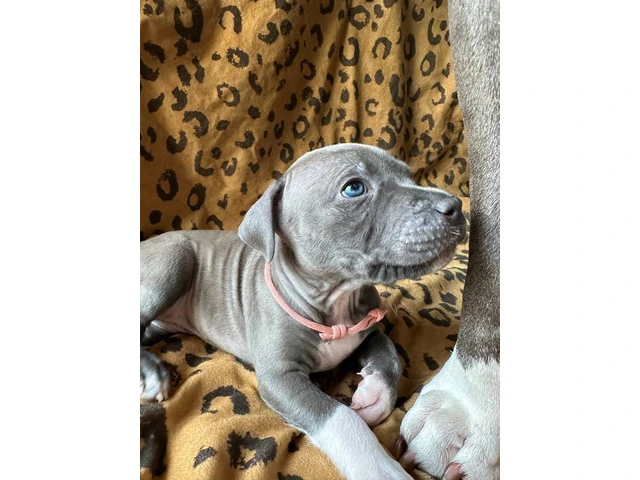 9 Bluenose puppies for sale - 10/10
