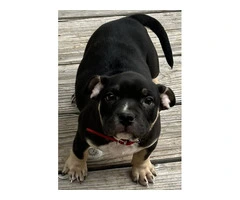 ABKC Pocket Bully Puppies for sale - 3