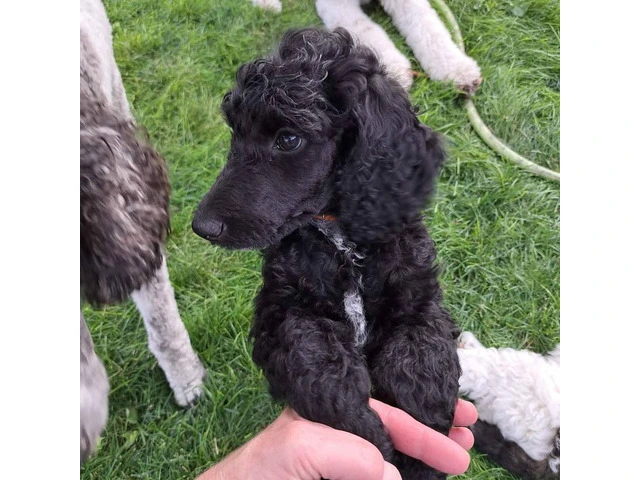 AKC Standard poodle puppy for sale - 1/4