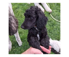 AKC Standard poodle puppy for sale - 1