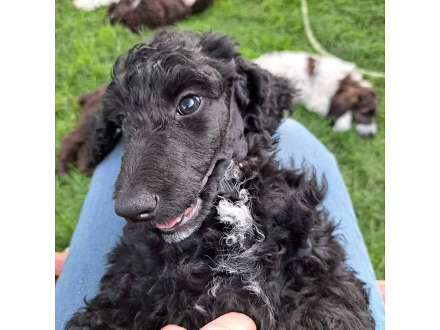AKC Standard poodle puppy for sale - 2/4