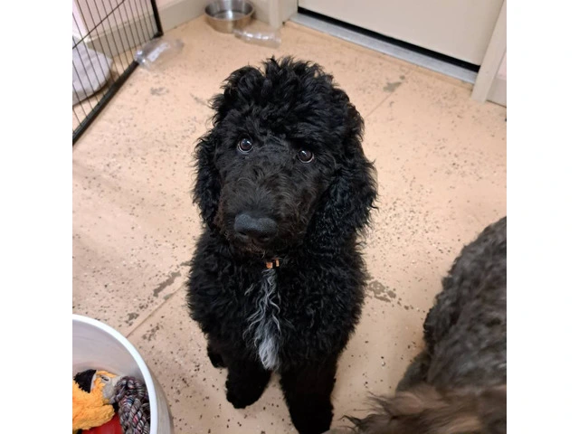 AKC Standard poodle puppy for sale - 3/4
