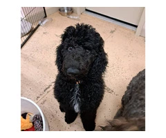 AKC Standard poodle puppy for sale - 3