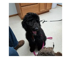 AKC Standard poodle puppy for sale - 4