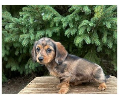 Dachshund puppies for sale - 2