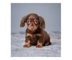 Dachshund puppies for sale - 3