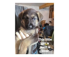 9 German Shepherd puppies for sale - 4