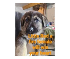 9 German Shepherd puppies for sale - 9