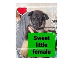 9 German Shepherd puppies for sale - 12