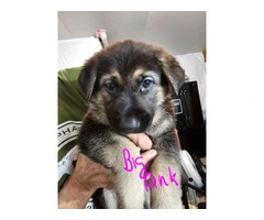 9 German Shepherd puppies for sale - 13
