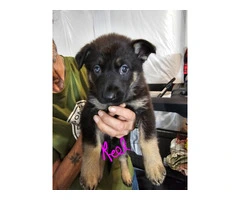 9 German Shepherd puppies for sale - 14