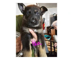 9 German Shepherd puppies for sale - 16