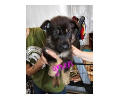9 German Shepherd puppies for sale - 17