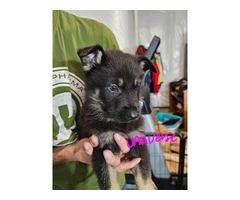 9 German Shepherd puppies for sale - 18