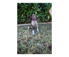 3 German Shorthaired Pointer puppies for sale