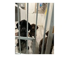 3 German Shorthaired Pointer puppies for sale - 2