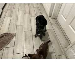 3 German Shorthaired Pointer puppies for sale - 3