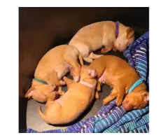 Chihuahua min pin puppies