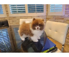 3 Pomeranian puppies for sale