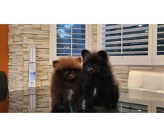3 Pomeranian puppies for sale - 3