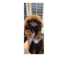 3 Pomeranian puppies for sale - 4