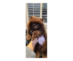 3 Pomeranian puppies for sale - 5