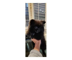 3 Pomeranian puppies for sale - 6