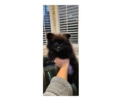 3 Pomeranian puppies for sale - 7