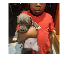 Puppies pit bull blue fawn