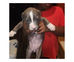 Puppies pit bull blue fawn - 2