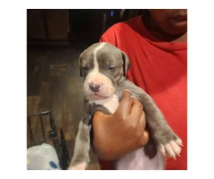 Puppies pit bull blue fawn - 3