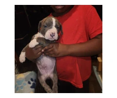 Puppies pit bull blue fawn - 4
