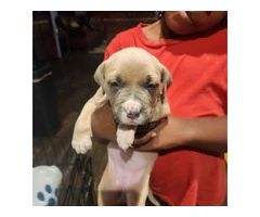 Puppies pit bull blue fawn - 6