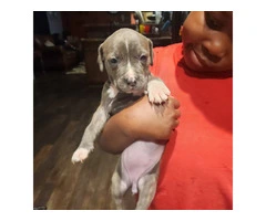 Puppies pit bull blue fawn - 7