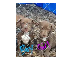2 Chocolate red nose puppies left