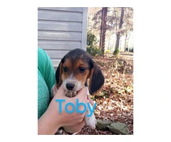 5 Beagle puppies for $150 each - 5