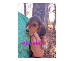 5 Beagle puppies for $150 each - 6