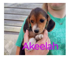 5 Beagle puppies for $150 each - 7