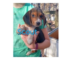 5 Beagle puppies for $150 each - 10
