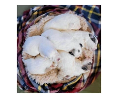 Purebred Great Pyrenees puppies for Sale