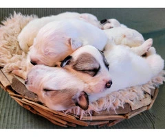 Purebred Great Pyrenees puppies for Sale - 3