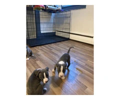 Blue nose & red nose puppies - 2