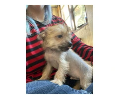 12 weeks Chinese crested puppies for sale