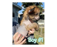 12 weeks Chinese crested puppies for sale - 2