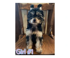 12 weeks Chinese crested puppies for sale - 4