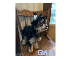 12 weeks Chinese crested puppies for sale - 5