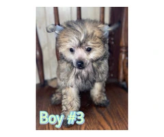 12 weeks Chinese crested puppies for sale - 6