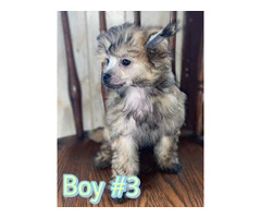 12 weeks Chinese crested puppies for sale - 7