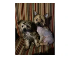 12 weeks Chinese crested puppies for sale - 8
